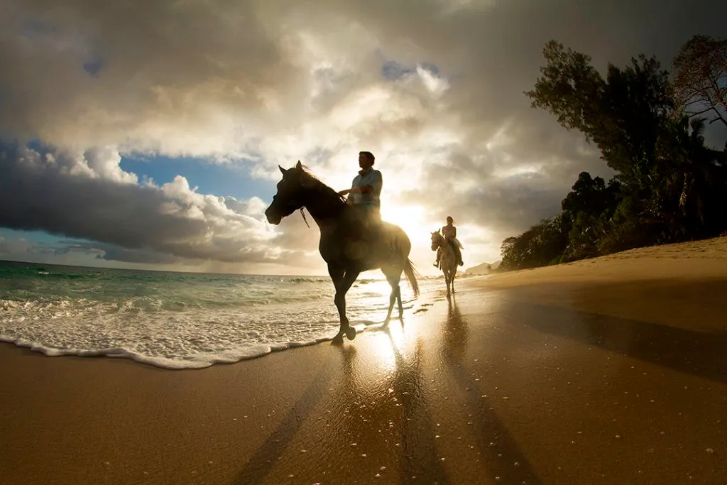 Beach horse riding at sunset