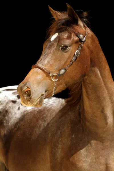 Kondos Georgies Girl