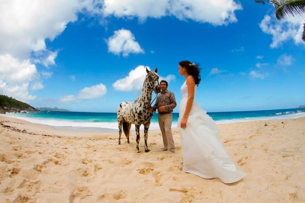 Beach photo shoot with horses